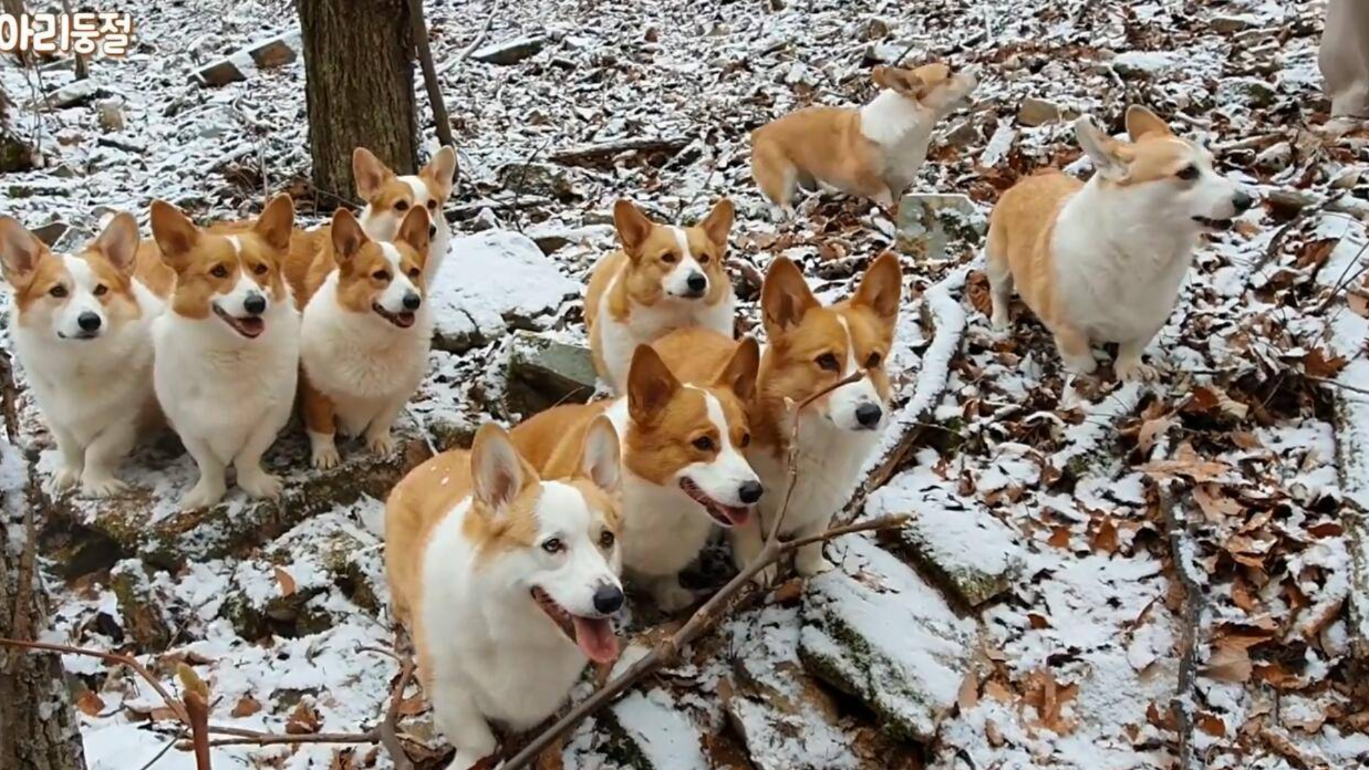 10只小短腿“矮狗”柯基犬组团探险,柯基犬探险!